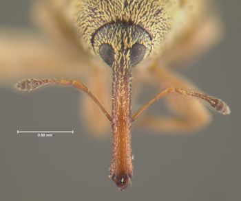 Media type: image;   Entomology 2055 Aspect: head frontal view